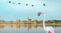 Aigues-Mortes - Remparts et Flamants Roses