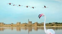 Aigues-Mortes - Remparts et Flamants Roses