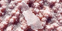 Aigues-Mortes - Fleur de sel