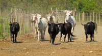 Aigues-Mortes - Taureaux et Chevaux