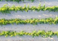 Aigues-Mortes - Vignes dans le sable