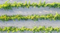 Aigues-Mortes - Vignes dans le sable