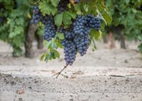 Aigues-Mortes - Vignes dans le sable