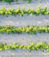 Aigues-Mortes - Vignes