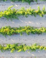 Aigues-Mortes - Vignes