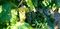 Aigues-Mortes - Vignes