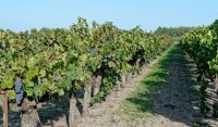 Vignes - Sable de Camargue