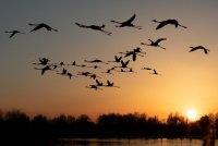 Cécile Domens - Flamants Roses