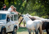Camargue Autrement - Safari