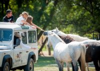 Camargue Autrement - Safari