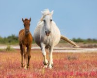 C&eacute;cile Domens - Chevaux