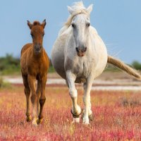 C&eacute;cile Domens - Chevaux
