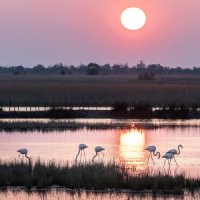 Cécile Domens - Flamants Roses