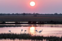 Cécile Domens - Flamants Roses