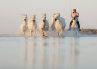 Ateliers Photo chevaux Salins Cécile Domens