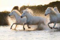 Cécile Domens - Chevaux