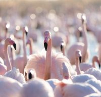 C&eacute;cile Domens - Flamants Roses