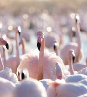 C&eacute;cile Domens - Flamants Roses