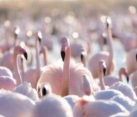 C&eacute;cile Domens - Flamants Roses