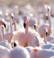 C&eacute;cile Domens - Flamants Roses