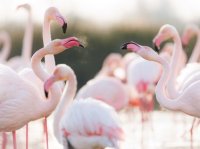 C&eacute;cile Domens - Flamants Roses