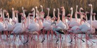 C&eacute;cile Domens - Flamants Roses