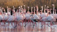 C&eacute;cile Domens - Flamants Roses