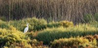 C&eacute;cile Domens - Oiseau de Camargue