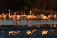 Cécile Domens - Flamants Roses