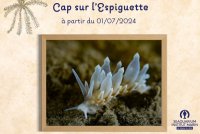 Exposition "Cap sur l’Espiguette"