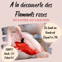 Le mystère du flamant disparu