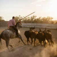 Gardian à cheval conduisant des taureaux dans les arènes lors d'une soirée camarguaise