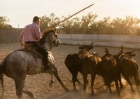 Aigues-Mortes - Manade / Gardian