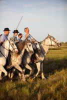 Gardian à cheval dans les prés de la manade lors d'une soirée camarguaise