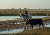Aigues-Mortes - Taureau et Gardian