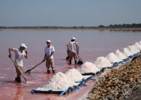 Récolte fleur de sel 