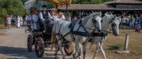 Les calèches d'Elodie 4