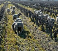 Moutons dans les vignes