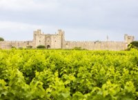 Aigues-Mortes - Vignes et Remparts