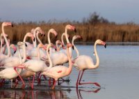 Parc Ornithologique de Pont de Gau - Flamants Roses