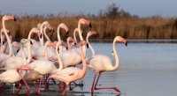 Parc Ornithologique de Pont de Gau - Flamants Roses