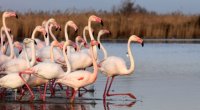 Parc Ornithologique de Pont de Gau - Flamants Roses