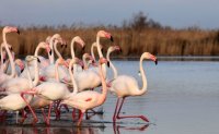 Parc Ornithologique de Pont de Gau - Flamants Roses