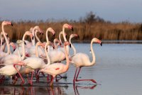 Parc Ornithologique de Pont de Gau - Flamants Roses