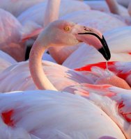 Parc Ornithologique de Pont de Gau - Flamants Roses