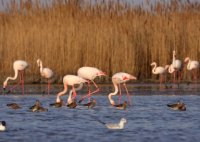 Parc Ornithologique de Pont de Gau - Flamants Roses