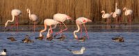 Parc Ornithologique de Pont de Gau - Flamants Roses