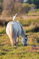 Aigues-Mortes - Cheval et Oiseau de Camargue