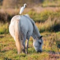 Aigues-Mortes - Cheval et Oiseau de Camargue