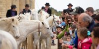 Aigues-Mortes - Printemps en Camargue